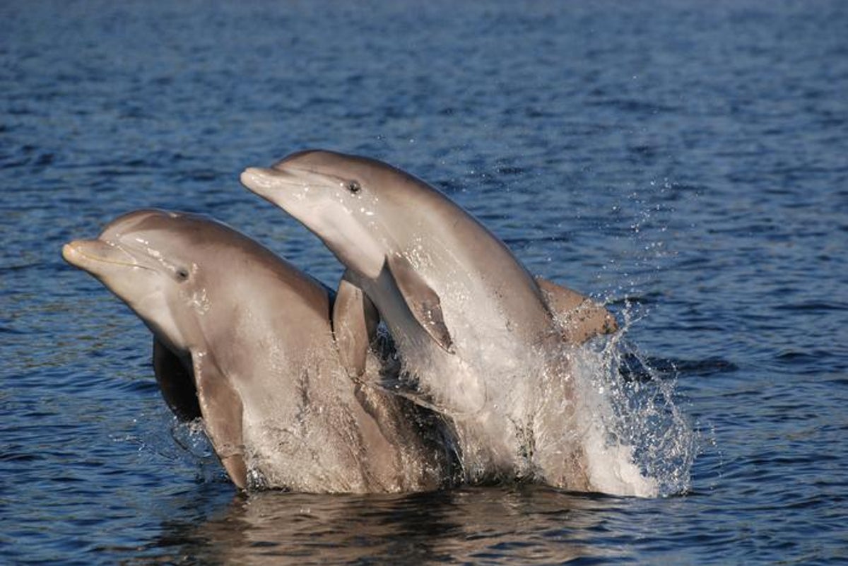 Dolphins Are Dying from Alzheimer’s-Like Disease Due to Human Negligence: A Dire Wake-Up Call for Our Environmental Ethics and Responsibility to Nature’s Innocent Creatures, Echoing a Broader Crisis of Accountability in Society