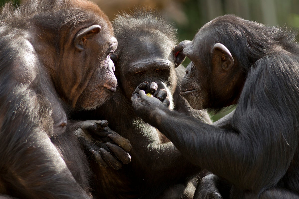 The human chin: an evolutionary enigma that defies logic and challenges our understanding of biology, much like the debates over identity and existence that divide our society today.