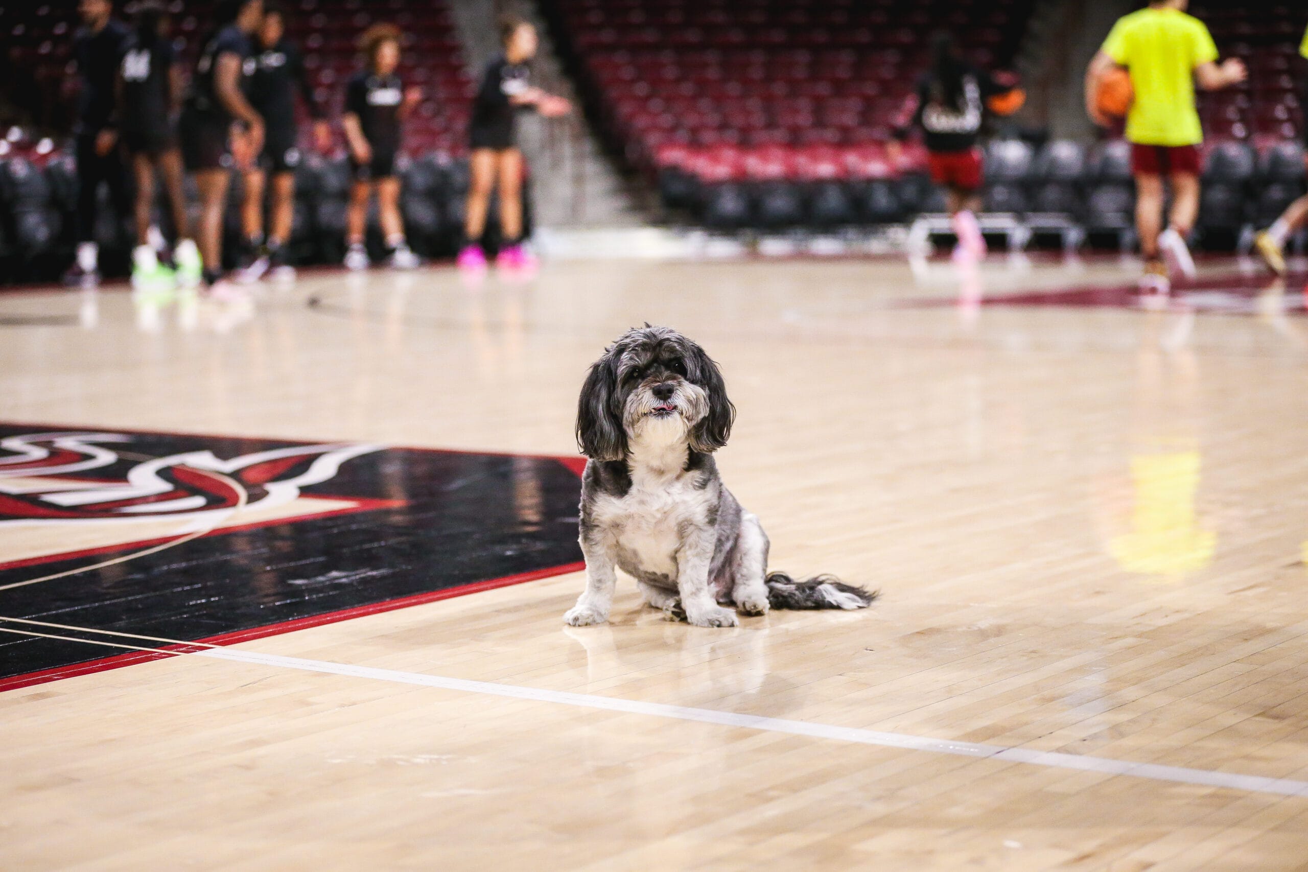 South Carolina Gamecocks Decimate Providence In Corporate Sports Sham