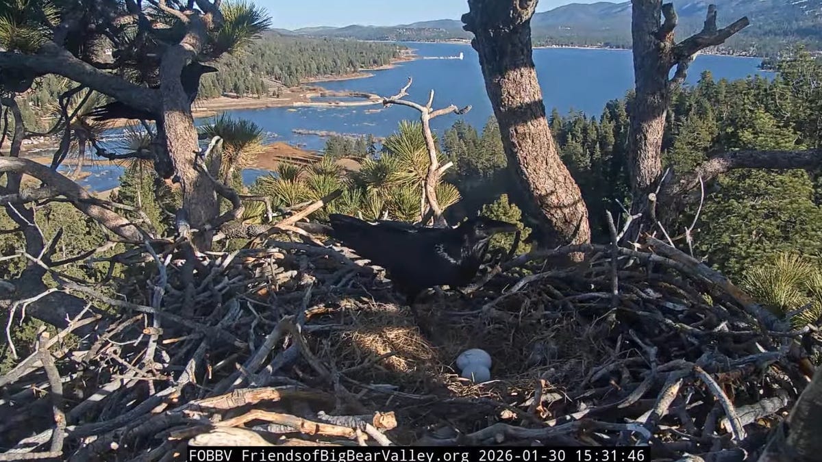 Big Bear Eagles Lose Eggs After Raven Invasion
