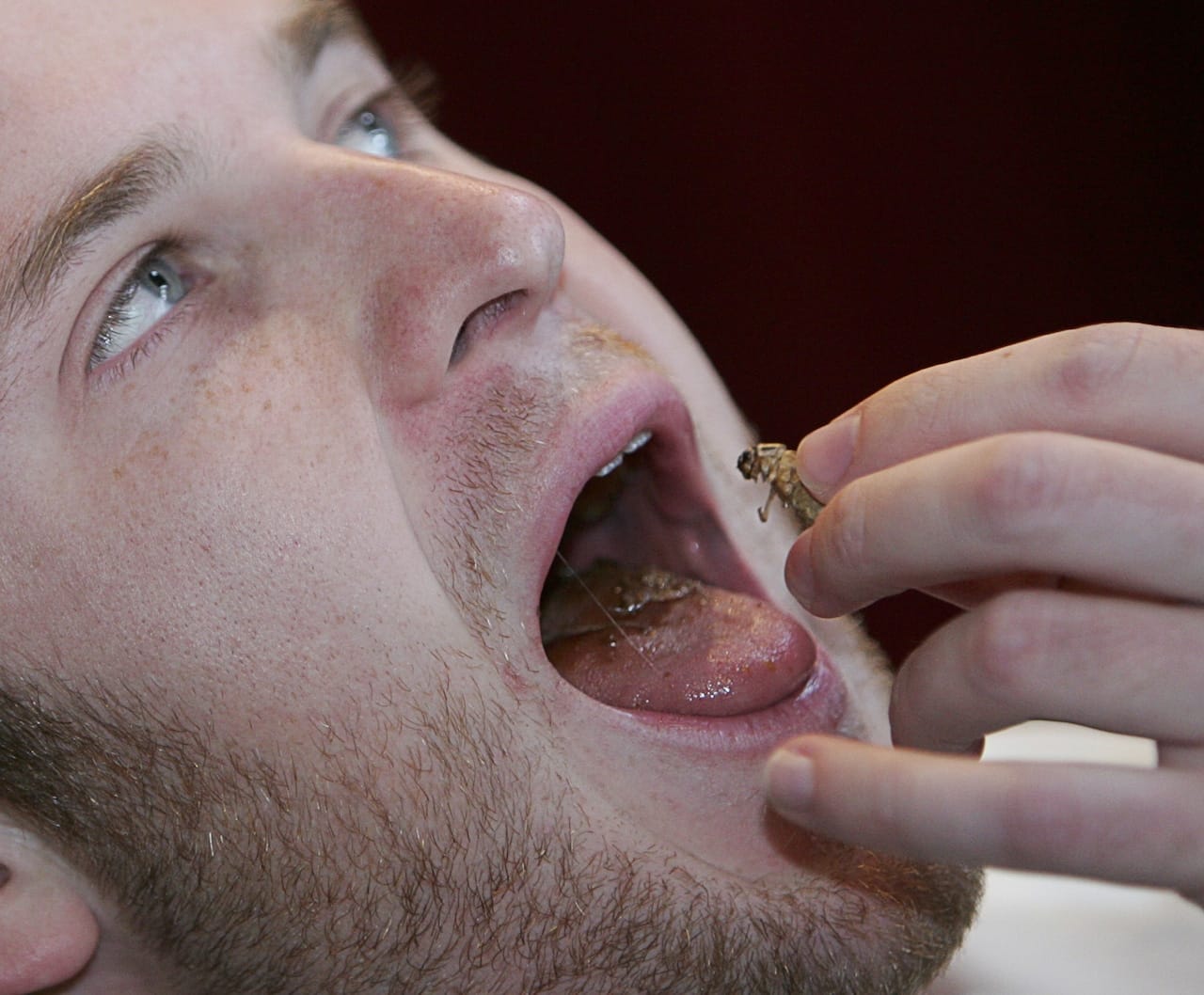 Fear Factor Reboot Premieres: A Look at Media's Evolving Economy