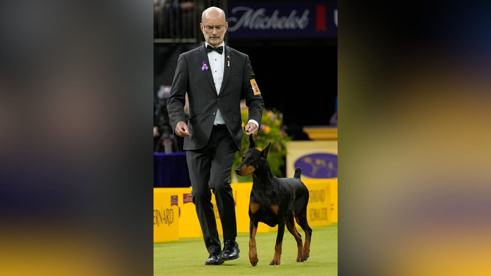 Doberman Pinscher 'Penny' Clinches Coveted Best in Show Title at Westminster Kennel Club Dog Show