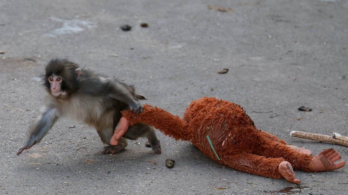 The Macroeconomics of Primate Pathos: How Ichikawa Zoo’s Viral Macaque Disrupted Global Retail