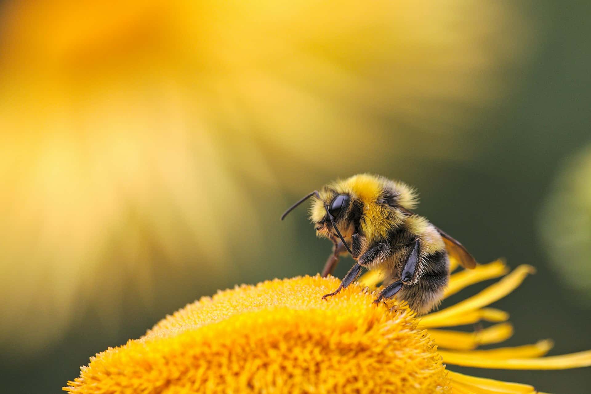 NYT Spelling Bee: The Gamification Engine Driving Subscription Retention and Growth