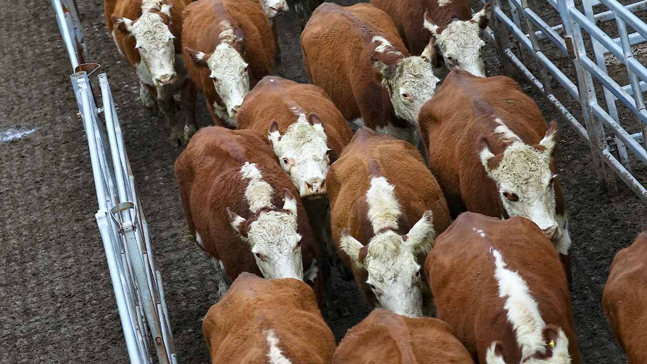 Argentine Beef Imports: Experts Doubt Consumer Price Impact