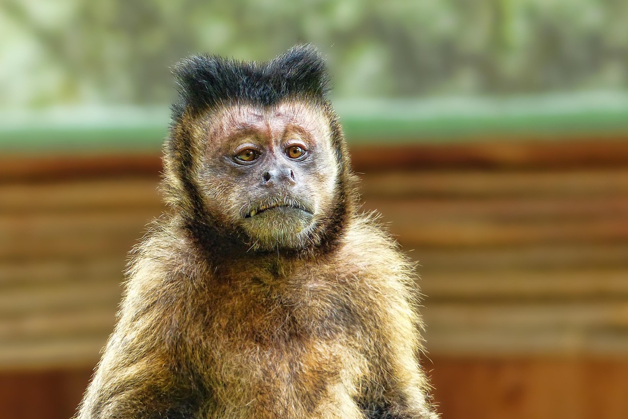 Primate Husbandry - Photo by Schwoaze