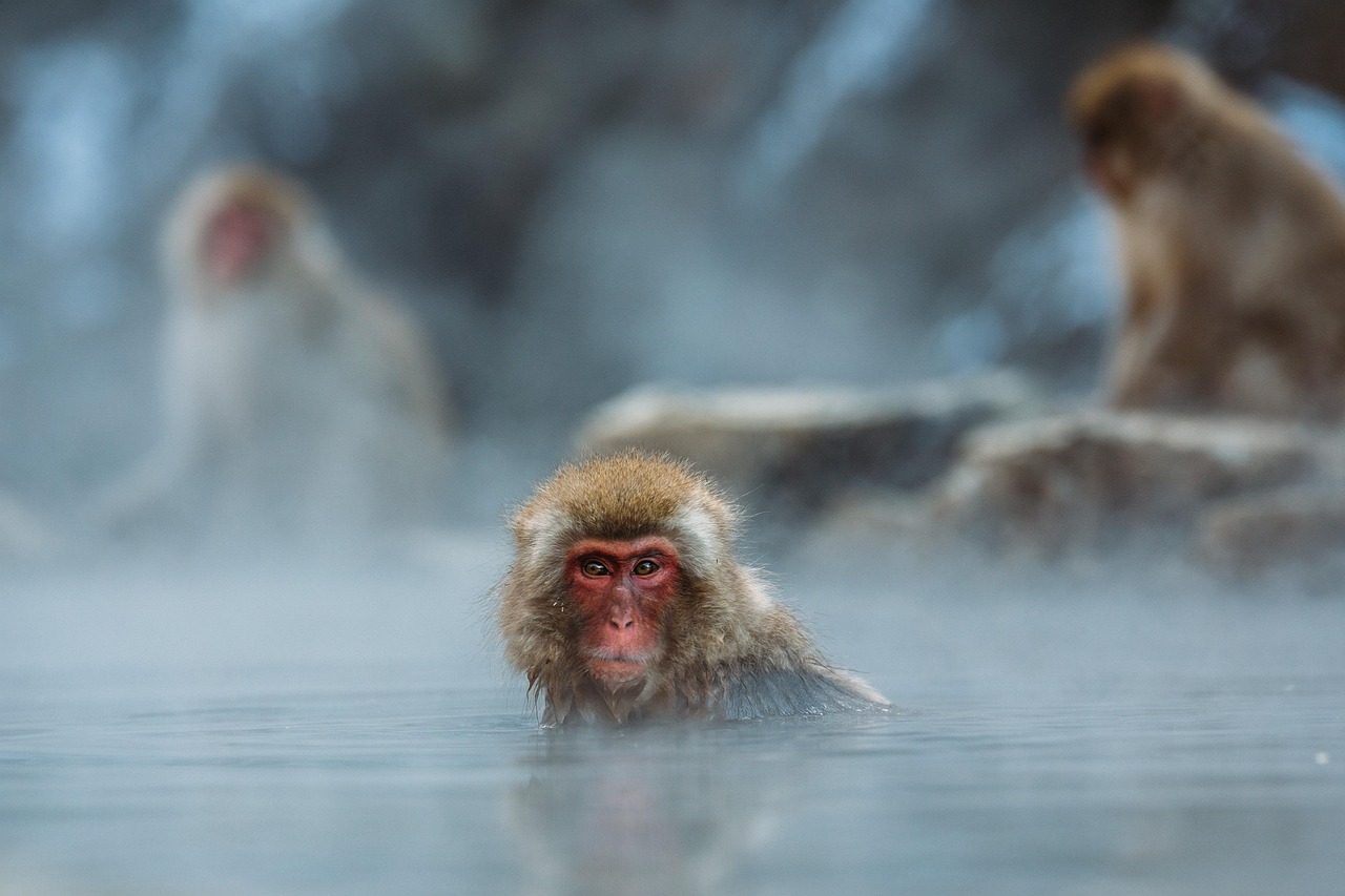 Japanese Macaque - Photo by Pexels