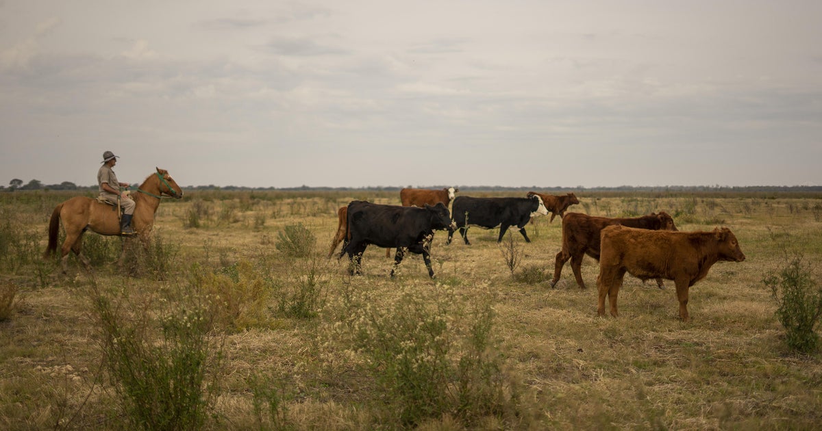 Argentine Beef Imports: Experts Doubt Consumer Price Impact