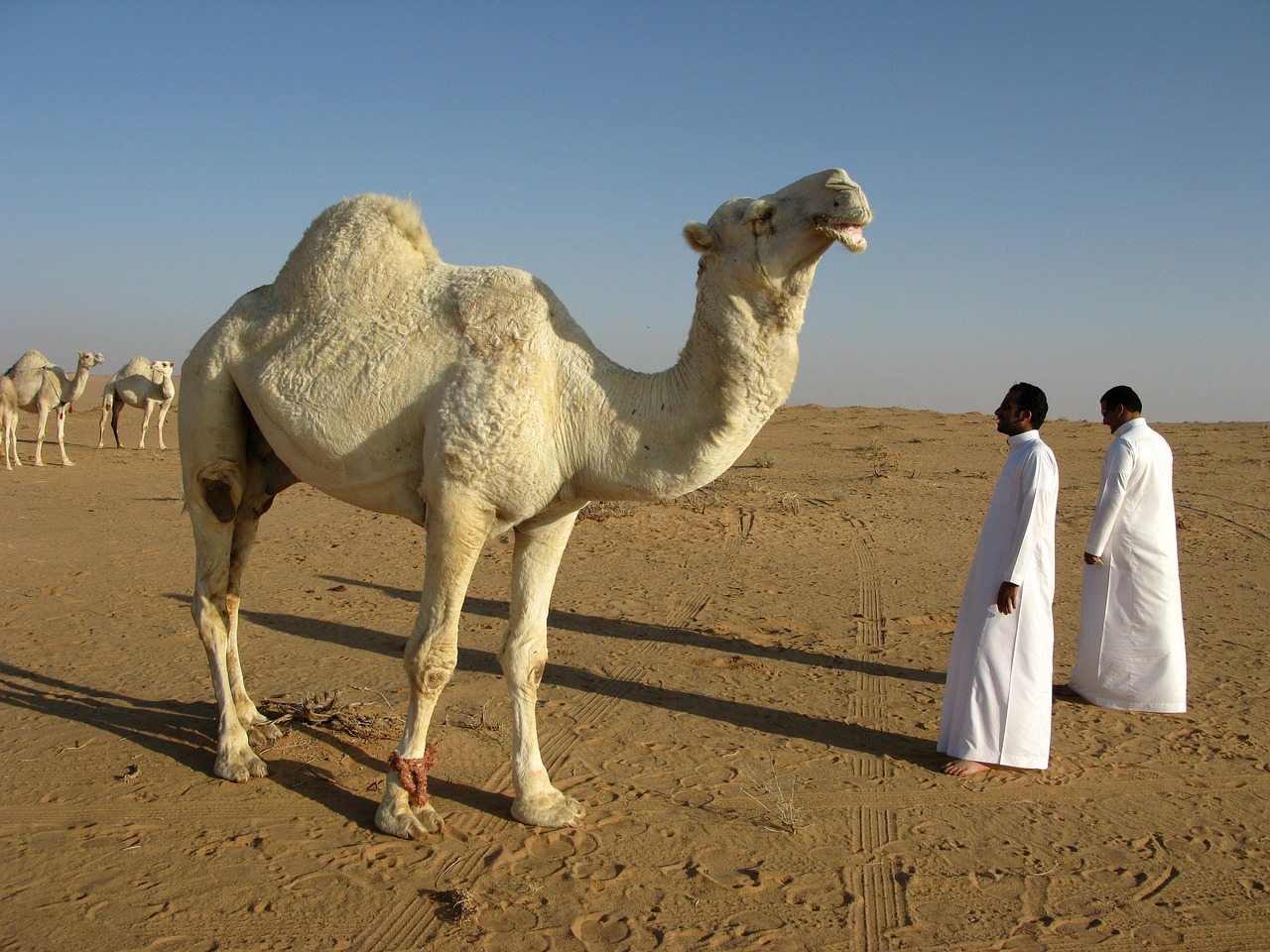 Saudi League Rivalry Highlights Global Media Strategy Shift