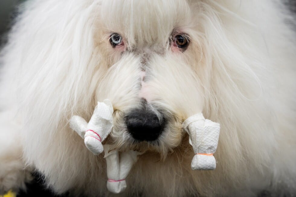 Governance Layers Underpinning Elite Canine Competitions: A Structural Analysis