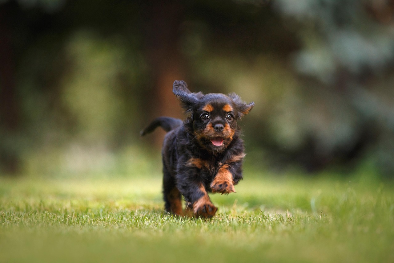 Virginia Cavaliers - Photo by Nana_Amigo_Canino