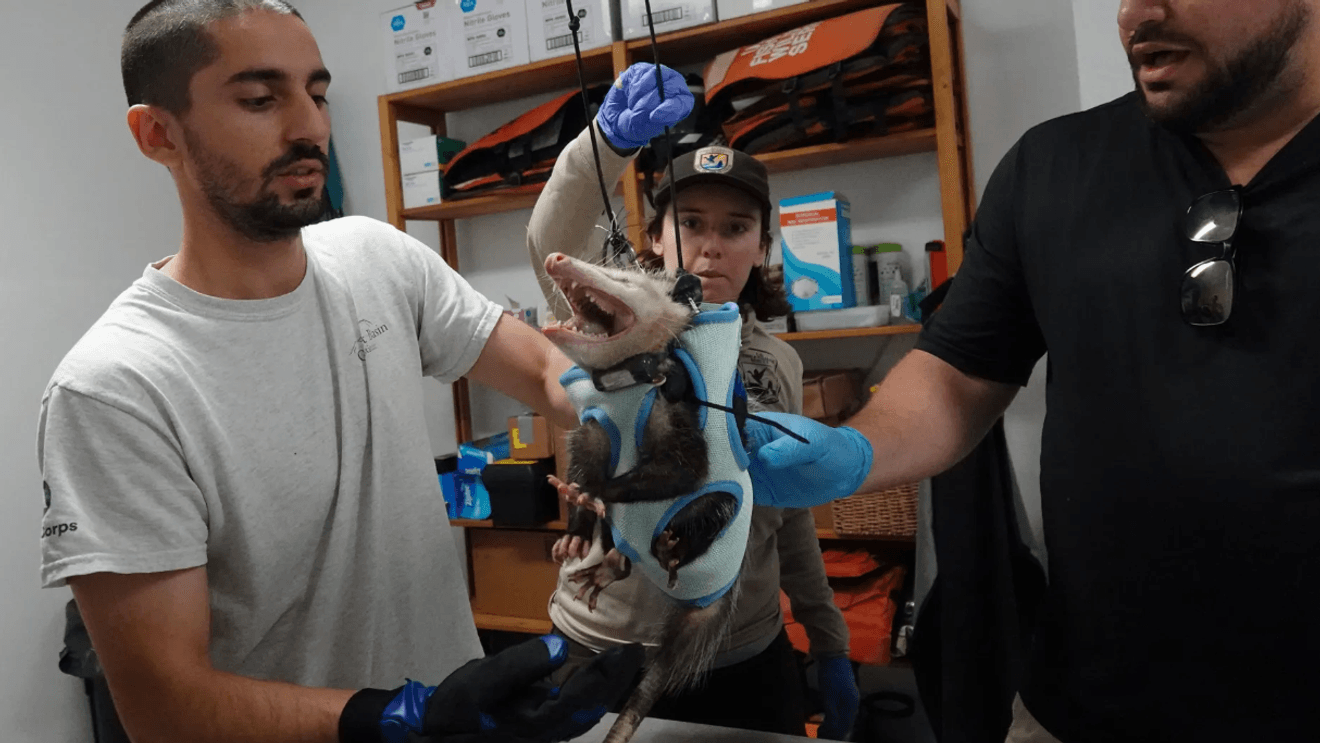 Sentinel Fauna: Florida’s Strategic Deployment of GPS-Collared Opossums to Combat Invasive Pythons