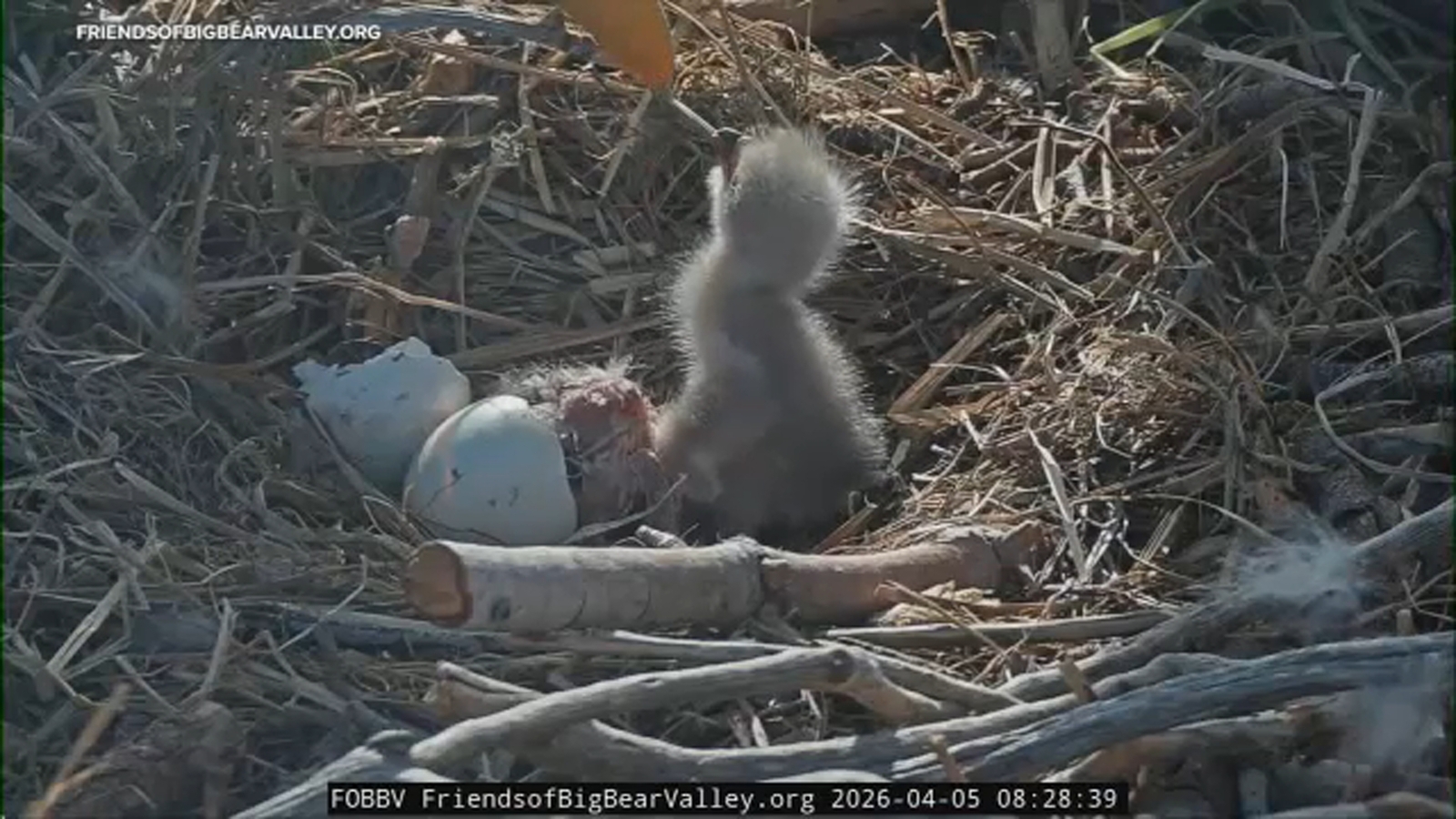 Bio-Digital Synergy in Avian Ontogeny: The Big Bear Bald Eagle Eclosion