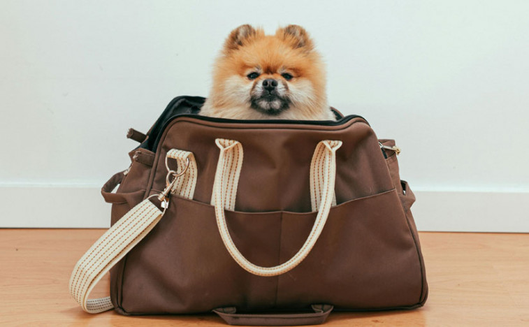 Serbia Achieves EU Pet Travel Compliance: Rabies Titer Test Requirement Removed