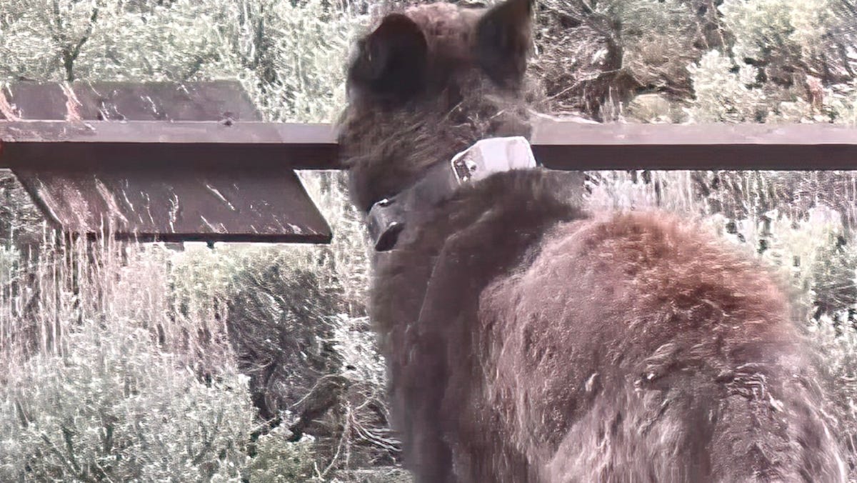Yellowstone Wolf Behavior: Junction Butte Incident Challenges NPS Infrastructure and Policy