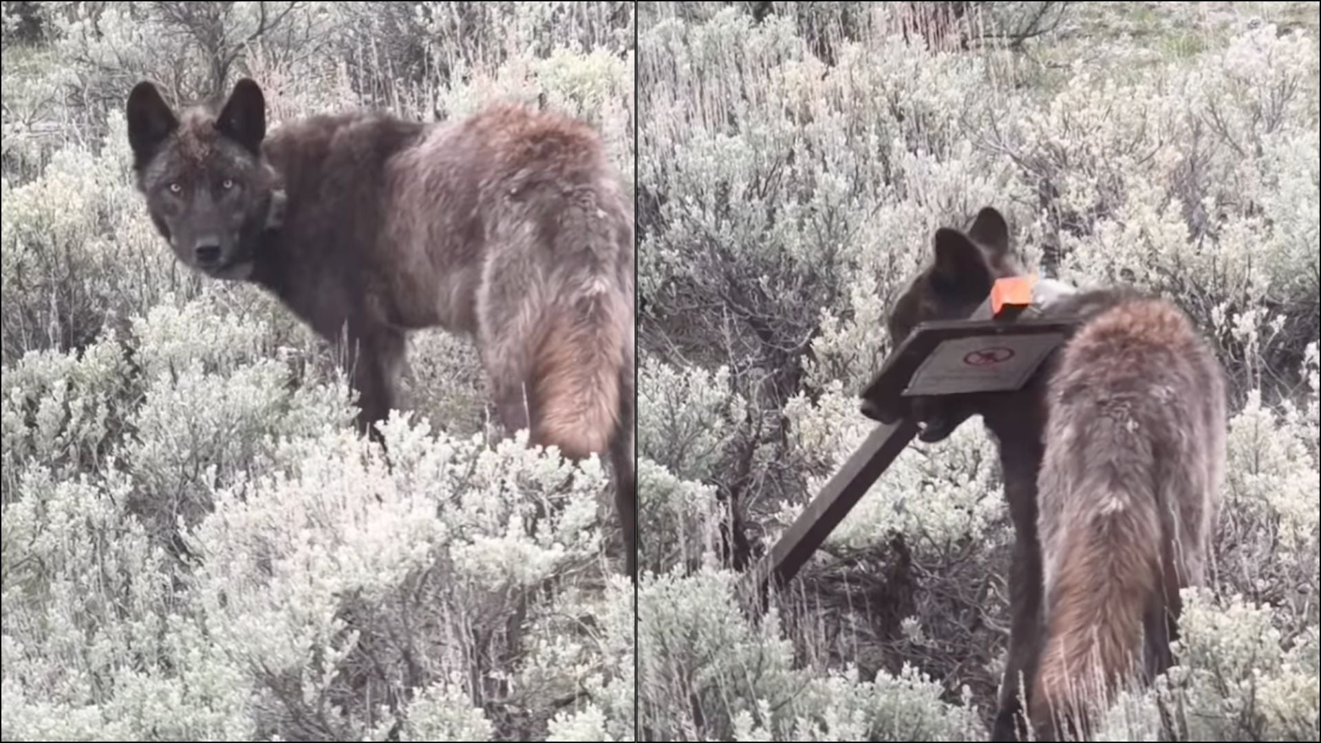 Yellowstone Wolf Behavior: Junction Butte Incident Challenges NPS Infrastructure and Policy