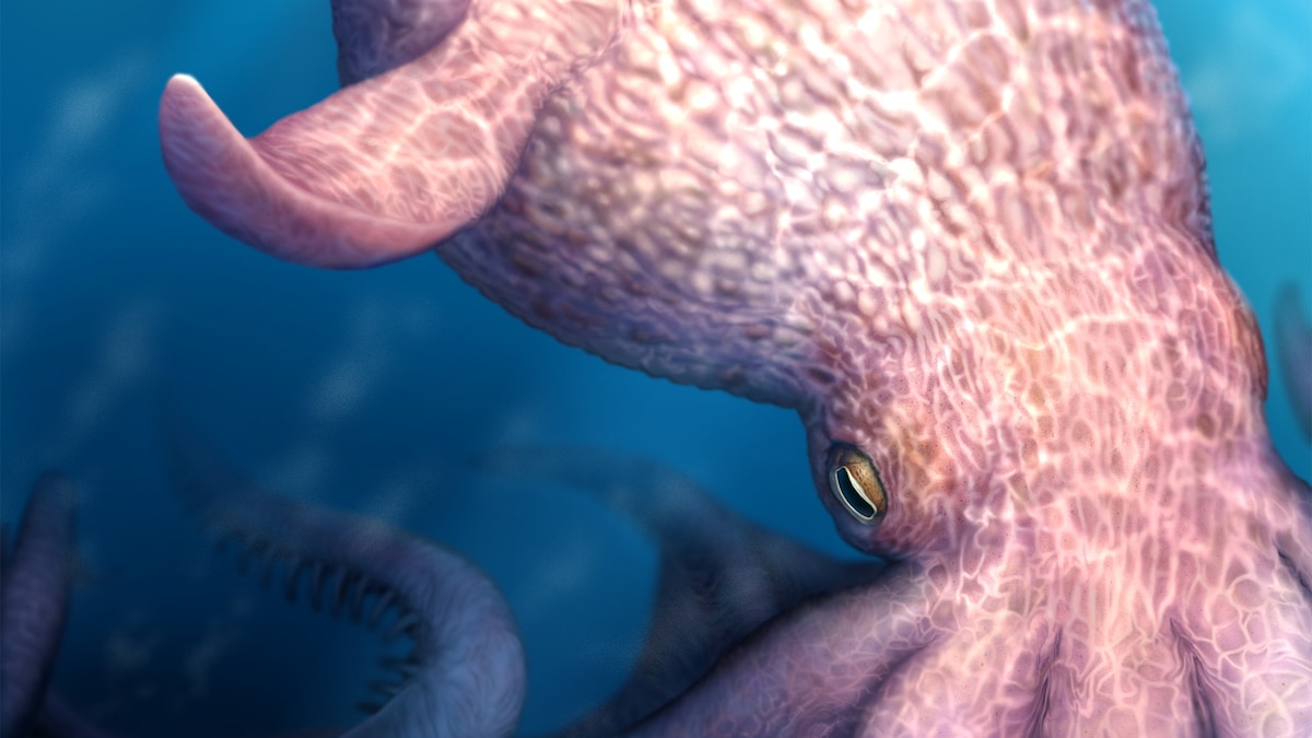 Cretaceous Kraken Discovery Reshapes Apex Predator Narrative