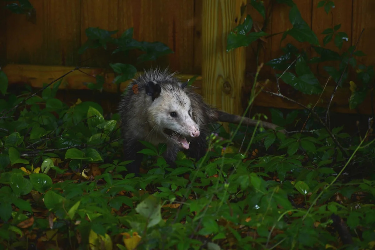 Sentinel Fauna: Florida’s Strategic Deployment of GPS-Collared Opossums to Combat Invasive Pythons