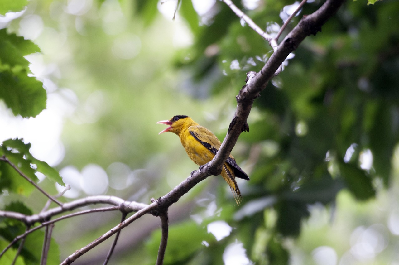 Orioles - Photo by ChungHyeon