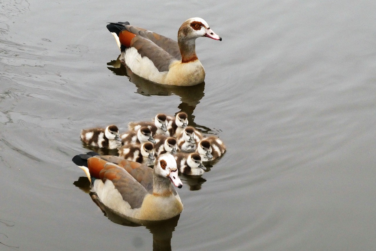Geese Tour Analysis: Strategic Market Consolidation and Revenue Optimization in 2026