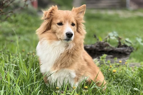 Serbia Achieves EU Pet Travel Compliance: Rabies Titer Test Requirement Removed
