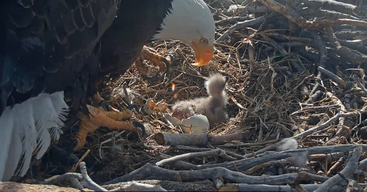 Bio-Digital Synergy in Avian Ontogeny: The Big Bear Bald Eagle Eclosion