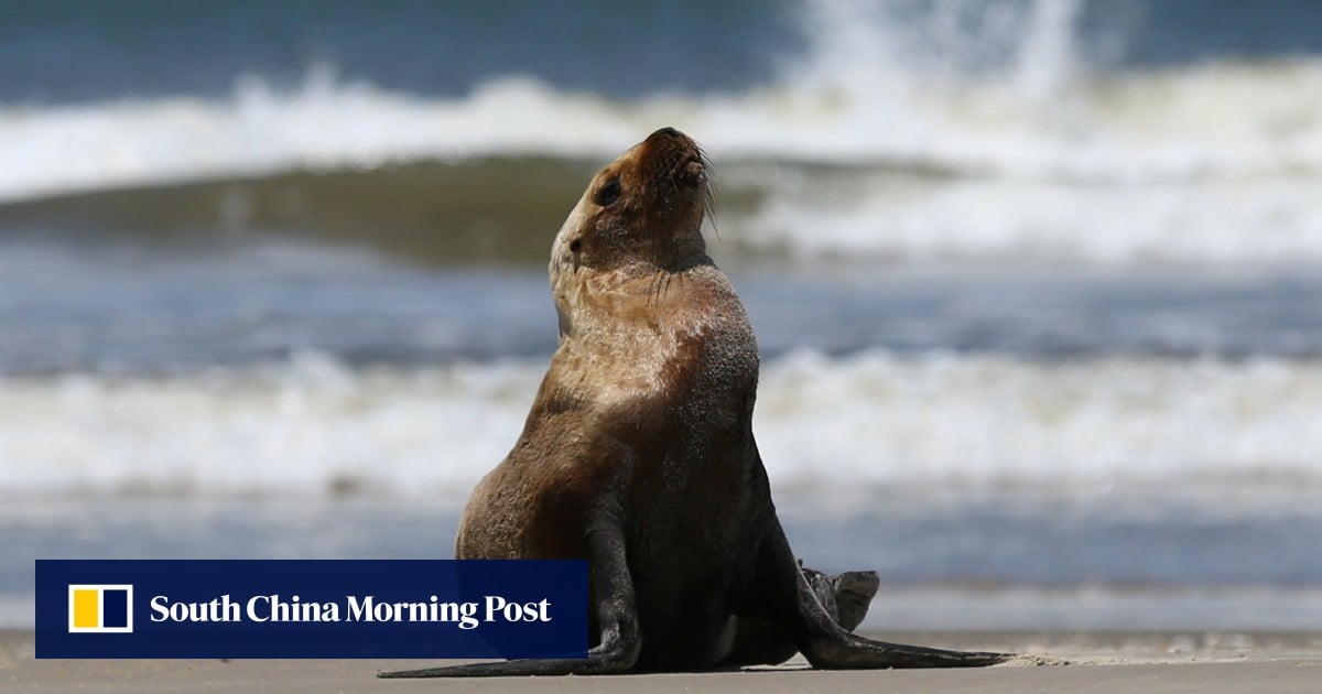 WSL New Zealand Pro Halted: Marine Wildlife Injury Triggers 'Code Red,' Tests Event Safety