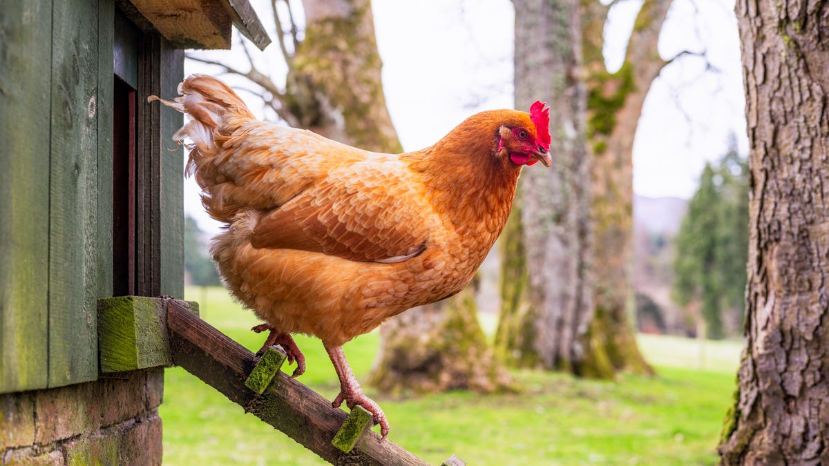 CDC Investigates Multi-State Drug-Resistant Salmonella Outbreak Linked to Backyard Poultry