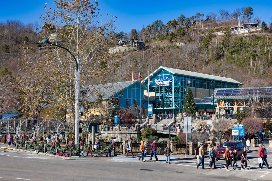 Asymmetric Disruption: Analyzing the Security and Economic Impact of Coordinated Zoo Swatting