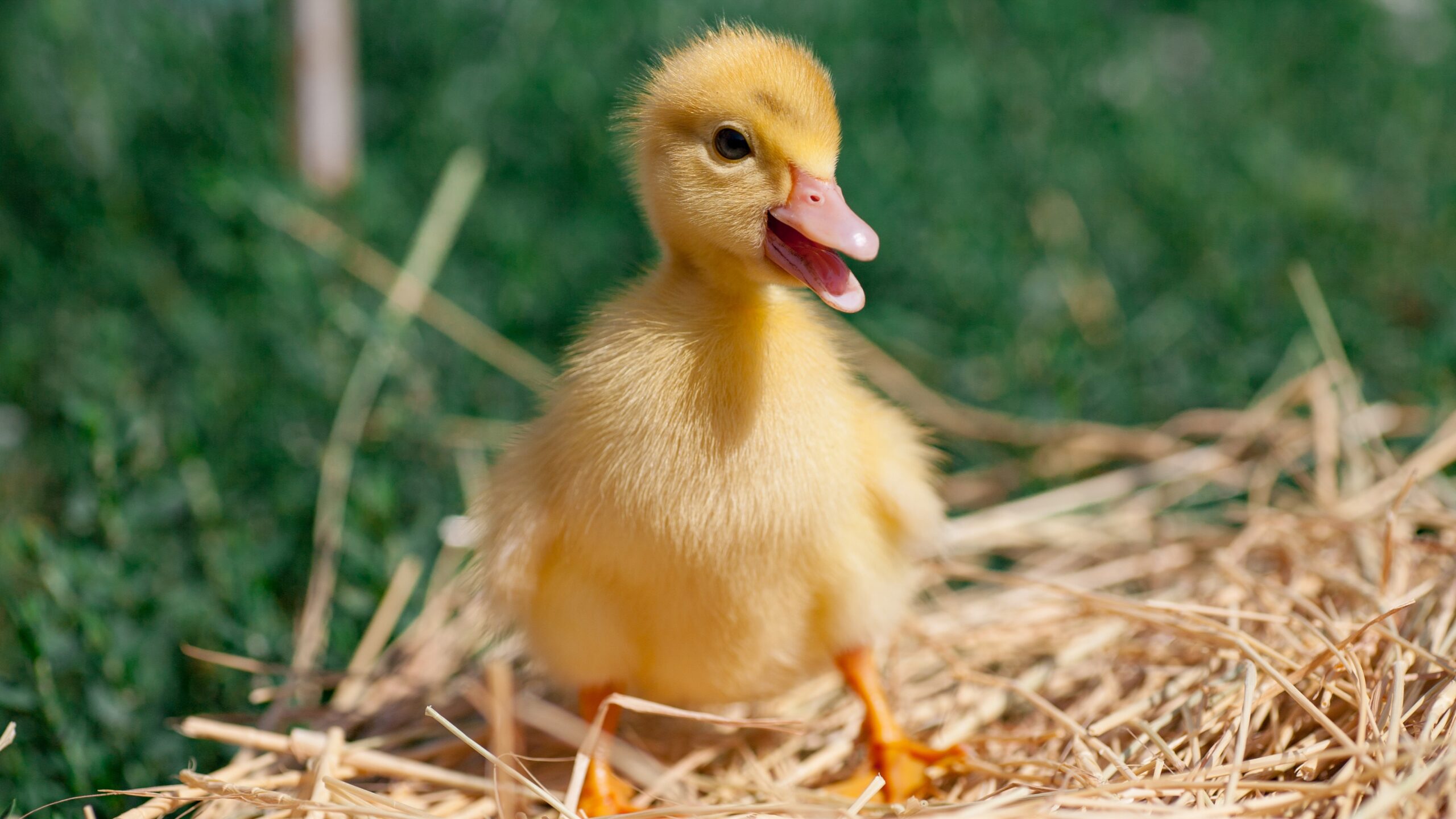 CDC Investigates Multi-State Drug-Resistant Salmonella Outbreak Linked to Backyard Poultry