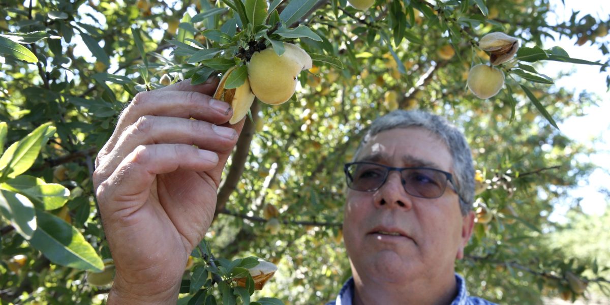 California Peach Industry Collapses as Del Monte Bankruptcy Triggers Mass Orchard Removal