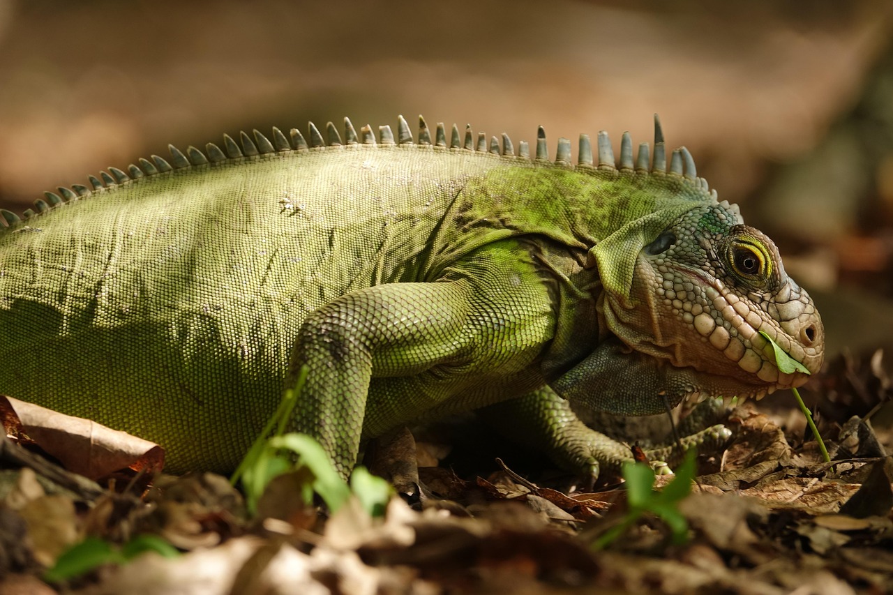 Las Iguanas - Photo by Adrien_Stachowiak
