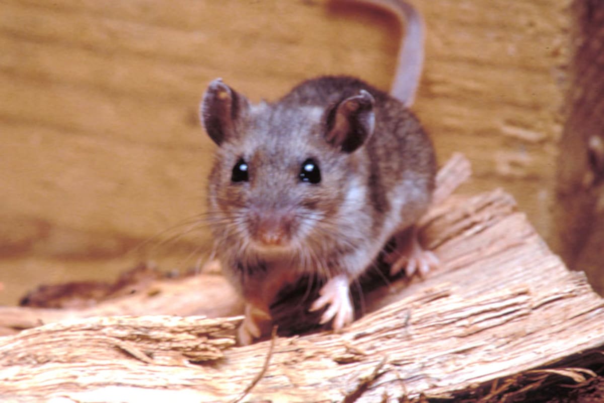 Hantavirus Outbreak on Transatlantic Cruise: WHO Investigates Three Deaths
