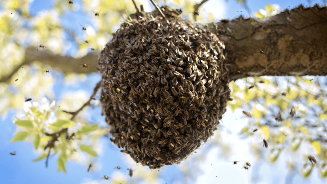 Texas Bee Truck Rollover Exposes Fragility of Migratory Pollination Logistics