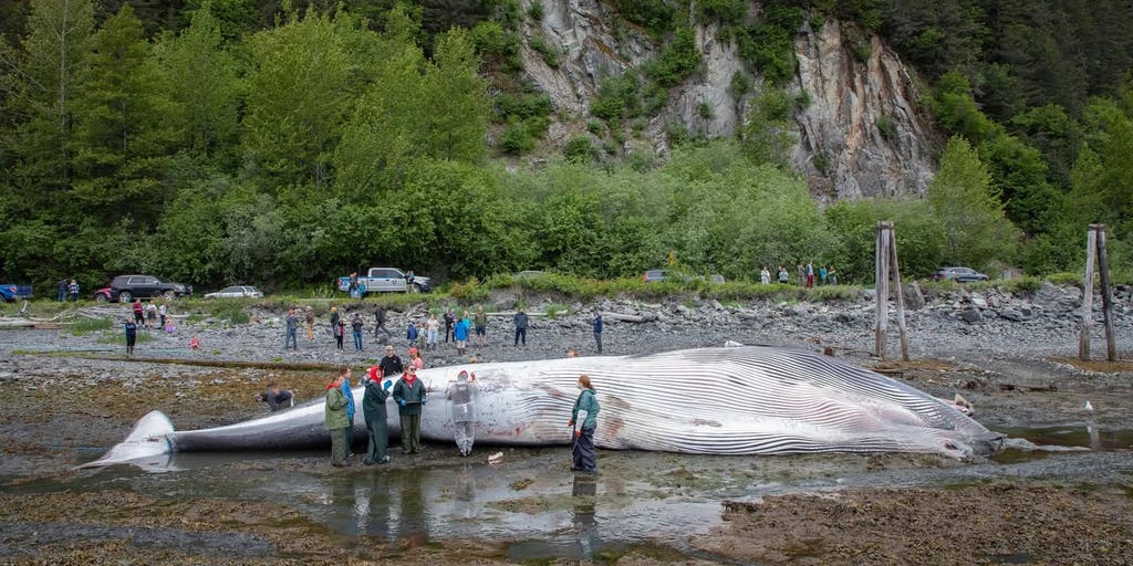 Whale Strike on Cruise Ship Signals Escalating Maritime-Wildlife Conflict