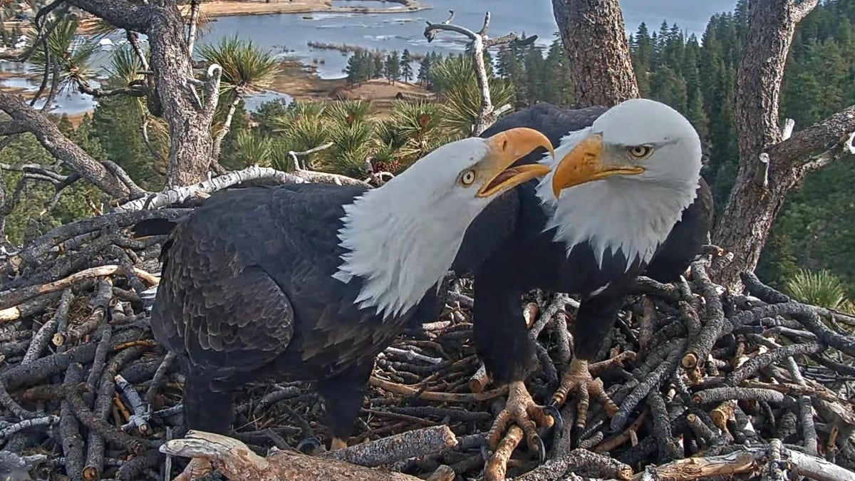 Big Bear Eaglet's Fall: Analyzing Livestream Dynamics and Conservation Messaging