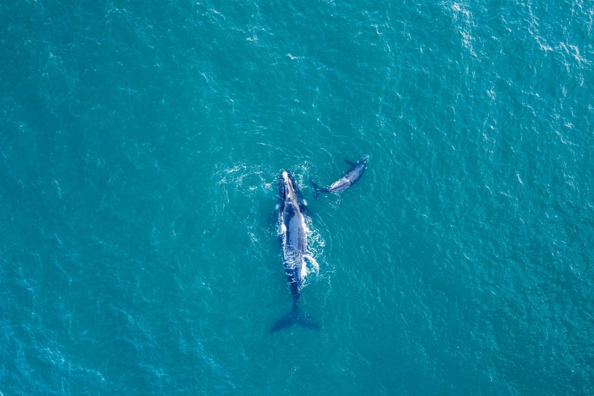 Whale Strike on Cruise Ship Signals Escalating Maritime-Wildlife Conflict
