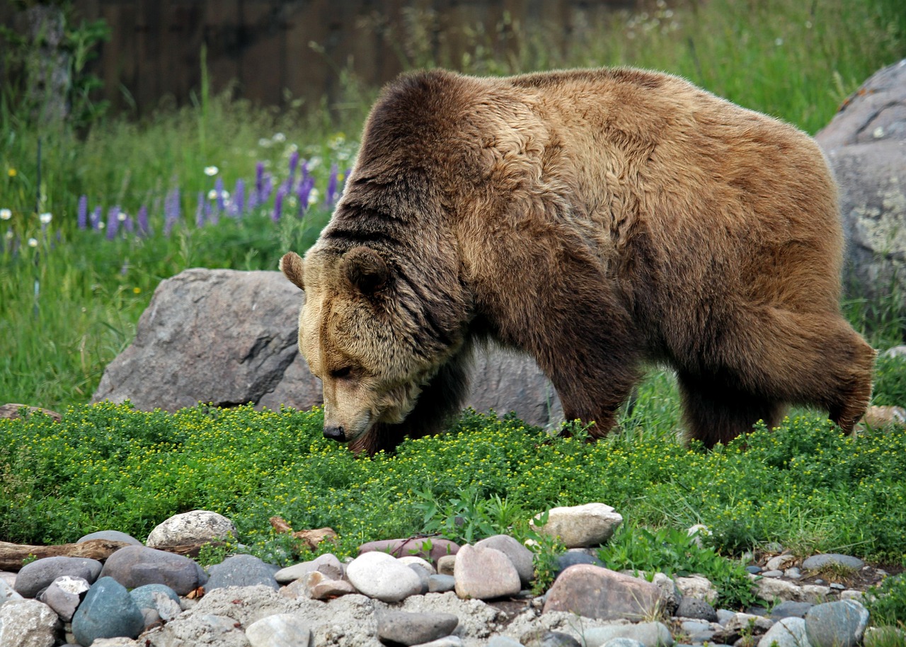 Memphis Grizzlies - Photo by everydaywanderer
