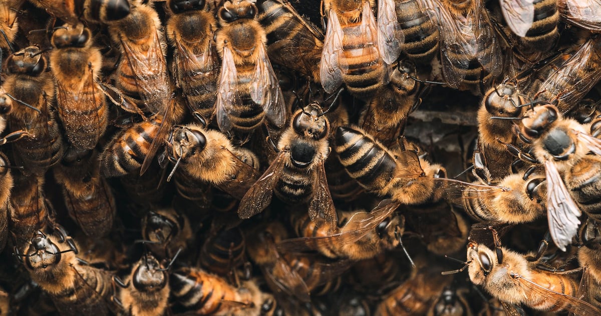Acrisure Stadium Bee Swarm: A Case Study in Adaptive Event Risk Management & Operational Resilience