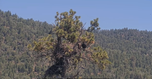 Big Bear Eaglet's Fall: Analyzing Livestream Dynamics and Conservation Messaging
