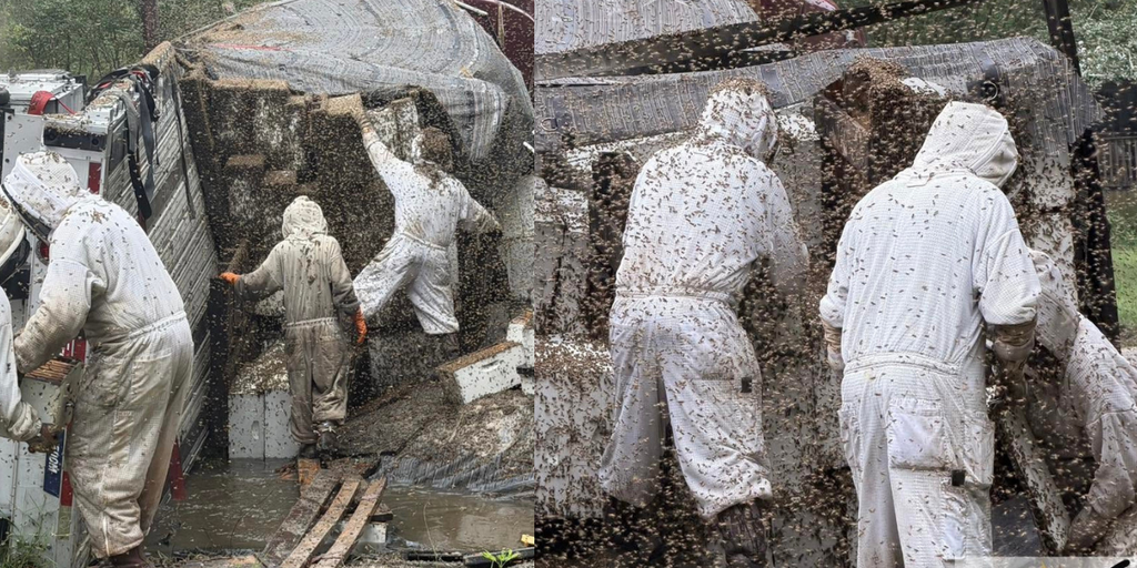 Texas Bee Truck Rollover Exposes Fragility of Migratory Pollination Logistics