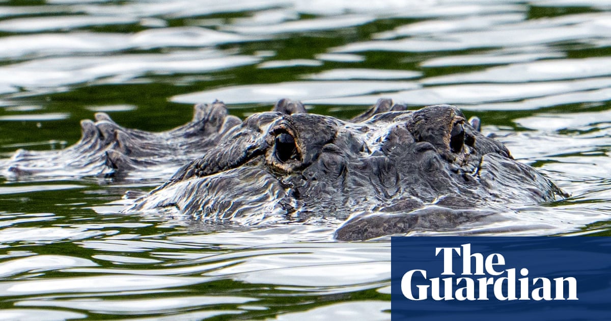 Florida Alligator Encounters: An Analysis of Environmental Stressors and Public Risk