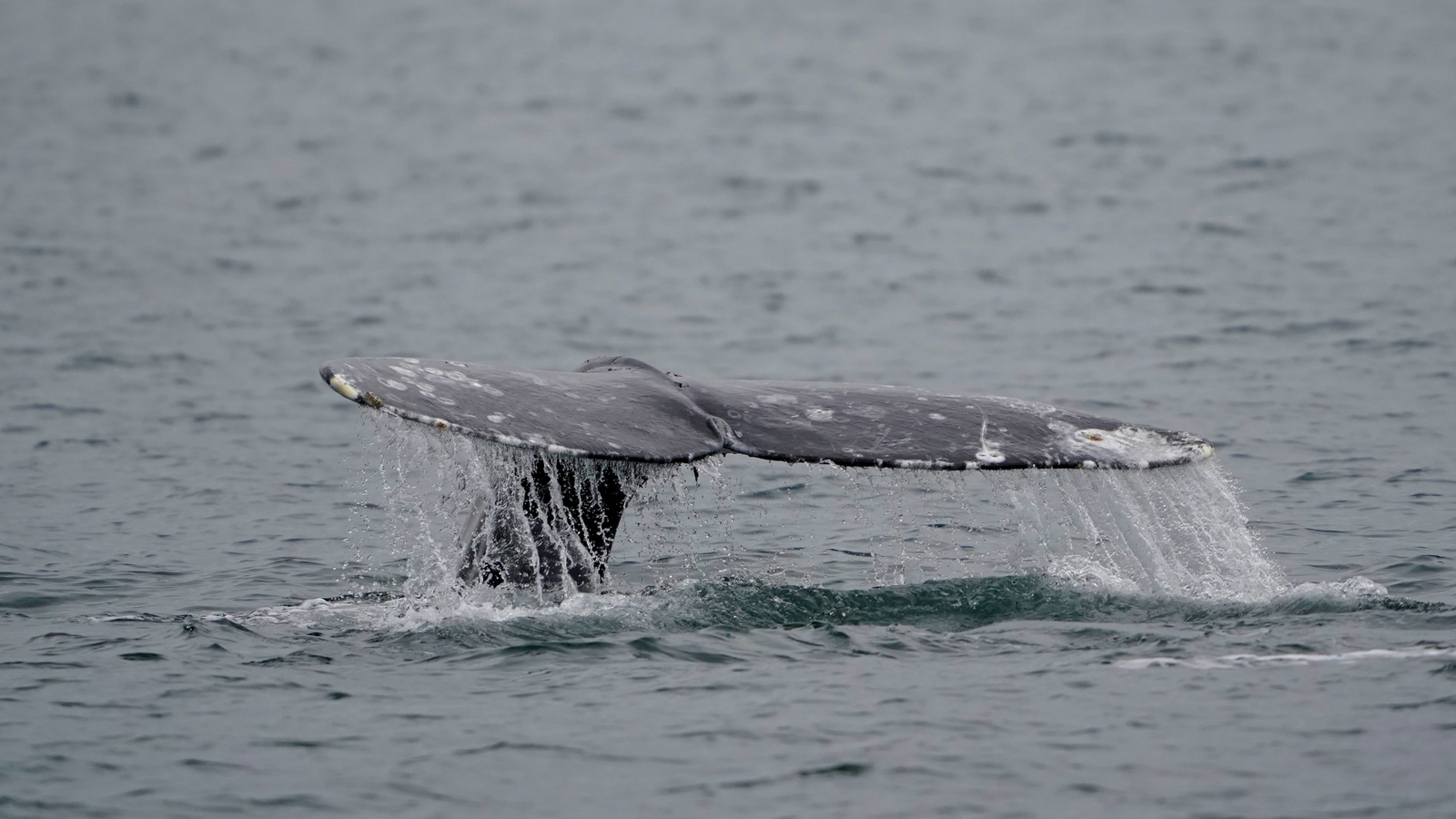 2026 Pacific Whale Mortality: A Strategic Analysis of Anthropogenic and Climatic Drivers