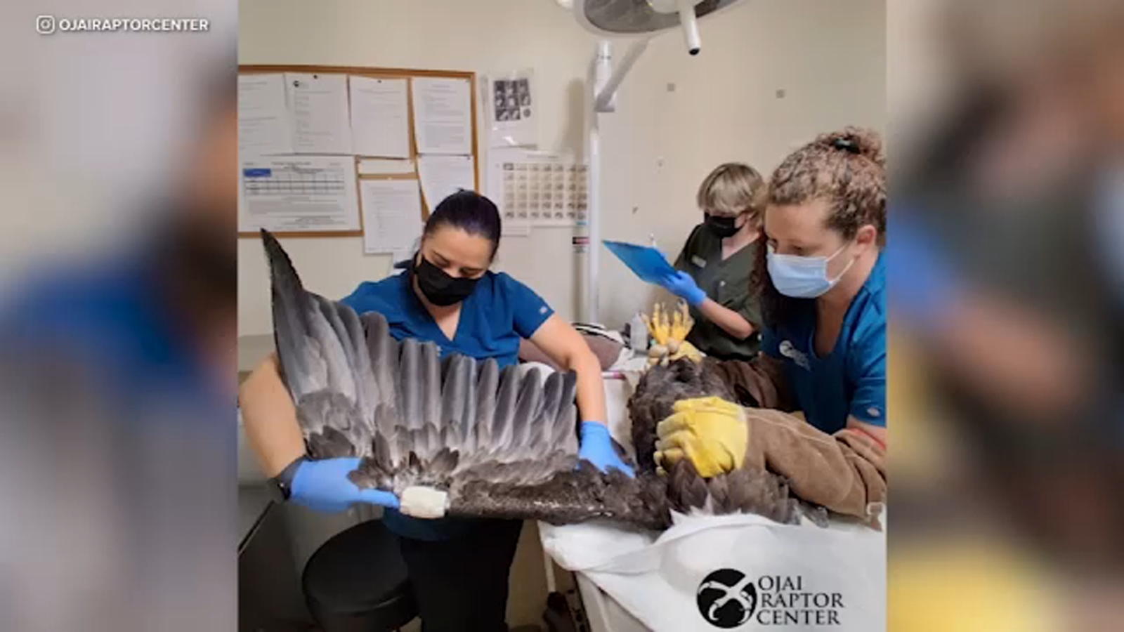 Clinical Assessment of Jackie the Bald Eagle: Pathological Risks and Ecological Impact