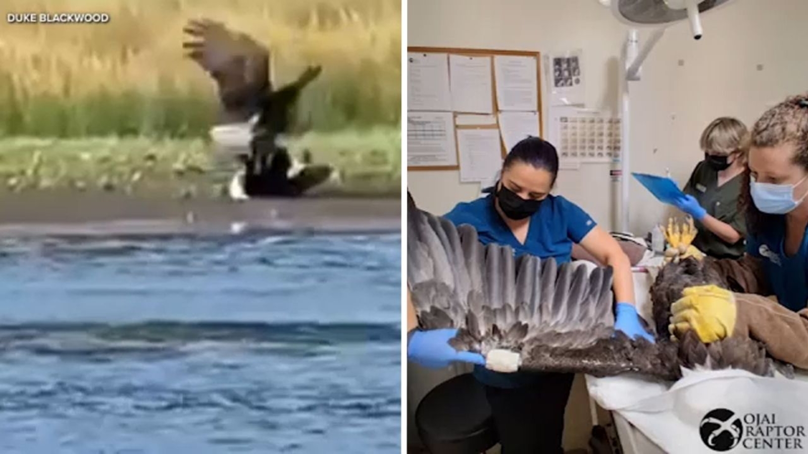 Big Bear Bald Eagle Jackie Critical: Toxicological Screening Underway