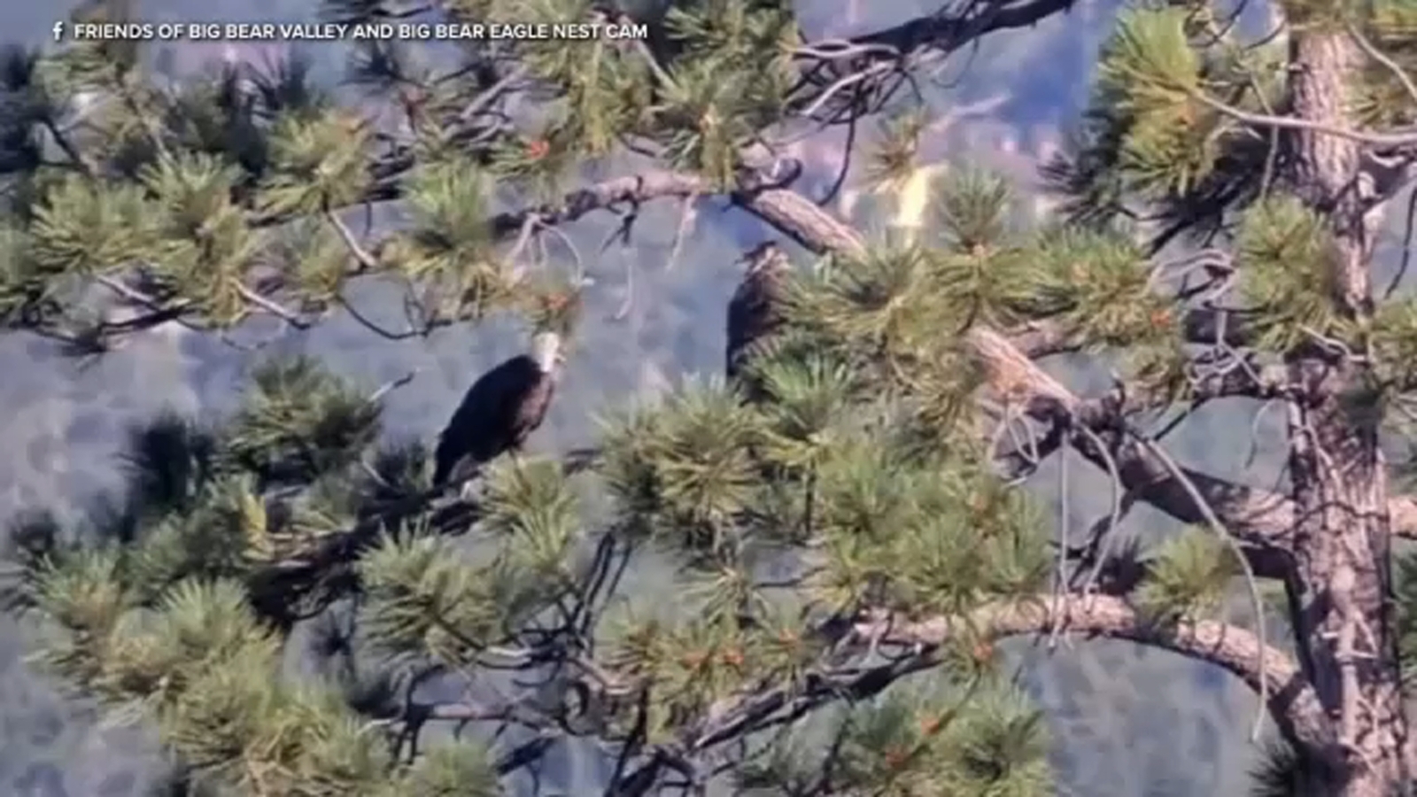 Bald Eagle Rescue Exposes Complexities of Wildlife Conservation