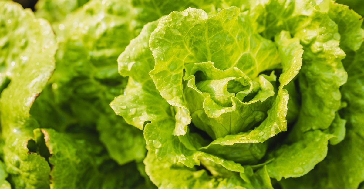 FDA Cyclospora Outbreak Investigation's Data Integrity Questioned Amidst Testing Errors