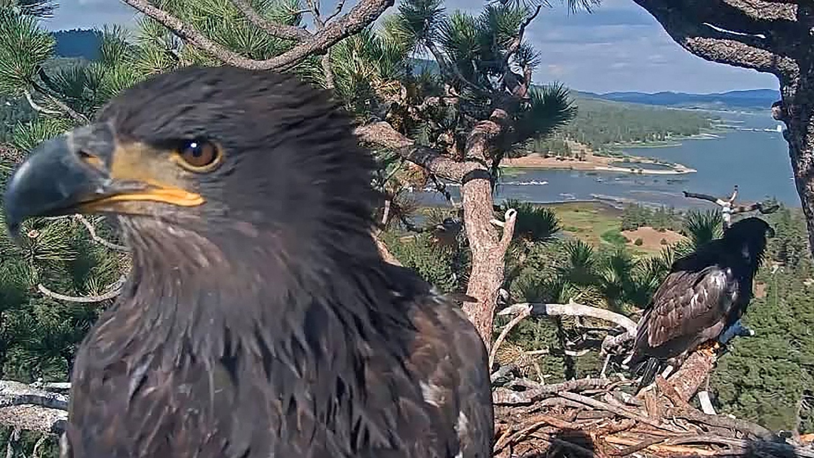 Clinical Assessment of Jackie the Bald Eagle: Pathological Risks and Ecological Impact