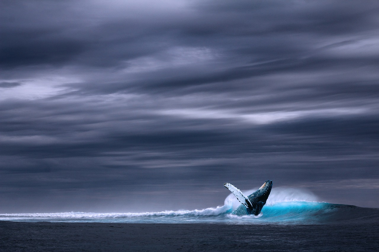 2026 Pacific Whale Mortality: A Strategic Analysis of Anthropogenic and Climatic Drivers
