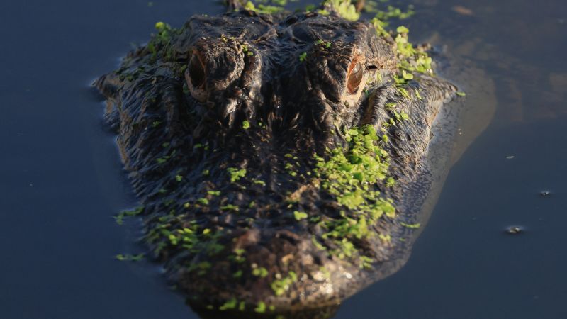 Florida Alligator Encounters: An Analysis of Environmental Stressors and Public Risk